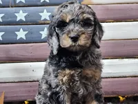 Cardi, a female Goldendoodle for sale in Boyden, IA – Photo 2 of 10