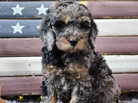 Cardi, a female Goldendoodle for sale in Boyden, IA – Photo 6 of 10