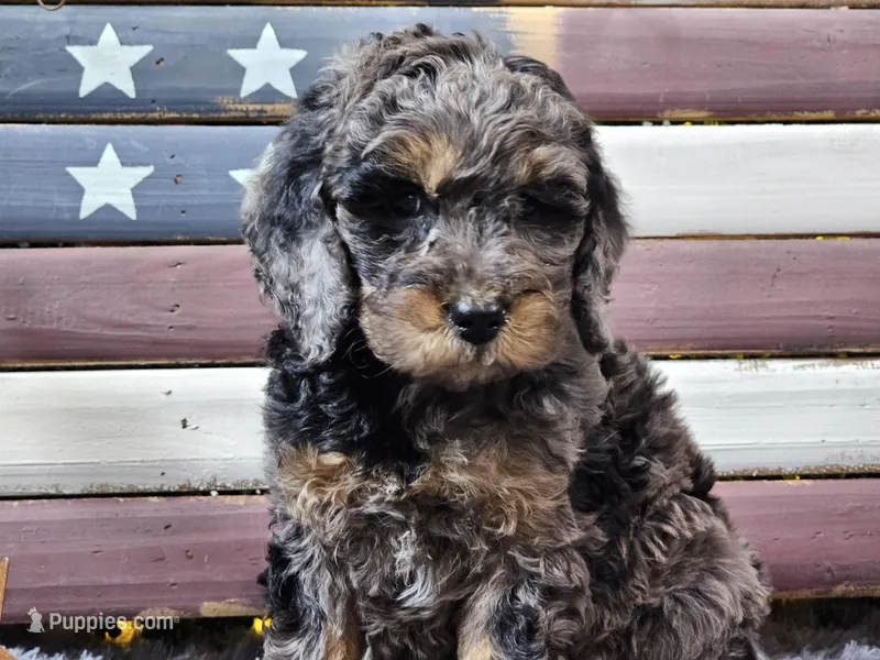 Cardi – Goldendoodle puppy for sale in Boyden, IA