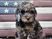 Cardi, a female Goldendoodle for sale in Boyden, IA – Photo 1 of 10