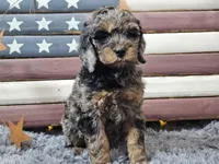 Cardi, a female Goldendoodle for sale in Boyden, IA – Photo 10 of 10