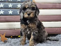Cardi, a female Goldendoodle for sale in Boyden, IA – Photo 7 of 10