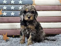 Cardi, a female Goldendoodle for sale in Boyden, IA – Photo 3 of 10