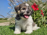 Ella, a female Shorkie for sale in Boyden, IA – 2 of 10