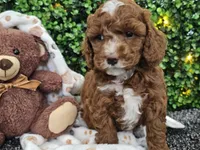 Fiebi , a female Cockapoo for sale in Boyden, IA – Photo 2 of 10