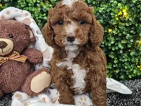 Fiebi , a female Cockapoo for sale in Boyden, IA – Photo 5 of 10