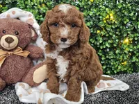 Fiebi , a female Cockapoo for sale in Boyden, IA – Photo 9 of 10