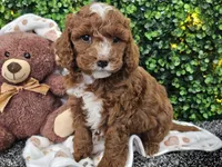Fiebi , a female Cockapoo for sale in Boyden, IA – Photo 3 of 10
