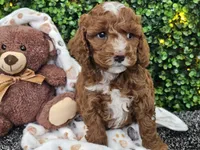 Fiebi , a female Cockapoo for sale in Boyden, IA – Photo 1 of 10