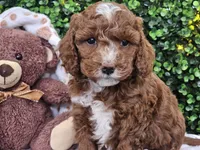 Fiebi , a female Cockapoo for sale in Boyden, IA – Photo 7 of 10
