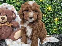 Fiebi , a female Cockapoo for sale in Boyden, IA – Photo 4 of 10
