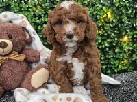 Fiebi , a female Cockapoo for sale in Boyden, IA – Photo 6 of 10