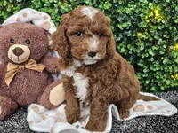 Fiebi , a female Cockapoo for sale in Boyden, IA – Photo 10 of 10