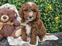 Fiebi , a female Cockapoo for sale in Boyden, IA – Photo 8 of 10