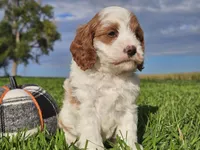 Jinx, a male Cavapoo for sale in Boyden, IA – 6 of 10