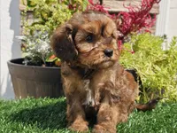Gianna , a female Cavapoo for sale in Boyden, IA – 5 of 10