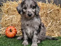 Stetson , a male Goldendoodle for sale in Boyden, IA – 5 of 10