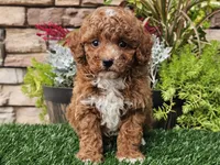 Django, a male Poodle - Miniature  for sale in Boyden, IA – 8 of 10