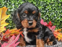 Teddy, a male Cavapoo for sale in Boyden, IA – 10 of 10