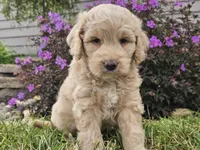 Maui, a female Goldendoodle for sale in Boyden, IA – 6 of 10