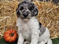 Snoopy, a male Goldendoodle for sale in Boyden, IA – 2 of 10