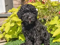 Panda, a male Poodle - Miniature  for sale in Boyden, IA – 6 of 10