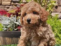 Daika, a female Poodle - Miniature  for sale in Boyden, IA – 4 of 10