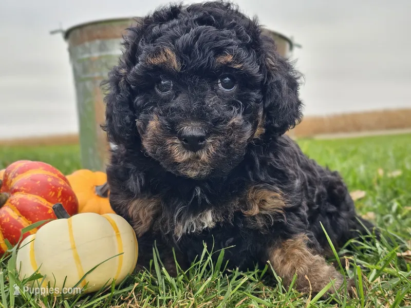 Bear – Havapoo puppy for sale in Boyden, IA