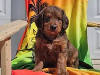 Sultan, a male Miniature Bernedoodle for sale in Boyden, IA – 5 of 10