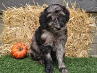 Sabrina , a female Goldendoodle for sale in Boyden, IA – 9 of 10