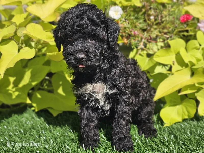 Pixie – Poodle - Miniature  puppy for sale in Boyden, IA