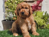 Gibson, a male Cavapoo for sale in Boyden, IA – 4 of 10