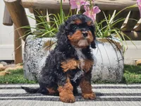 Talia, a female Cavapoo for sale in Boyden, IA – 2 of 10