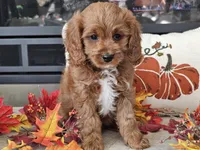 Ricky, a male Cavapoo for sale in Boyden, IA – 9 of 10