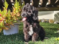 Grady, a male Cavapoo for sale in Boyden, IA – 5 of 10
