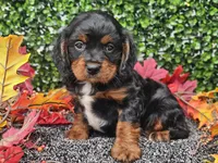 Teddy, a male Cavapoo for sale in Boyden, IA – 6 of 10