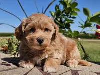 Isabella , a female Havapoo for sale in Boyden, IA – 3 of 10