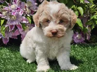 Skipper, a male Havapoo for sale in Boyden, IA – 5 of 10