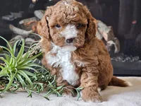Kiwi, a male Cavapoo for sale in Boyden, IA – 3 of 10