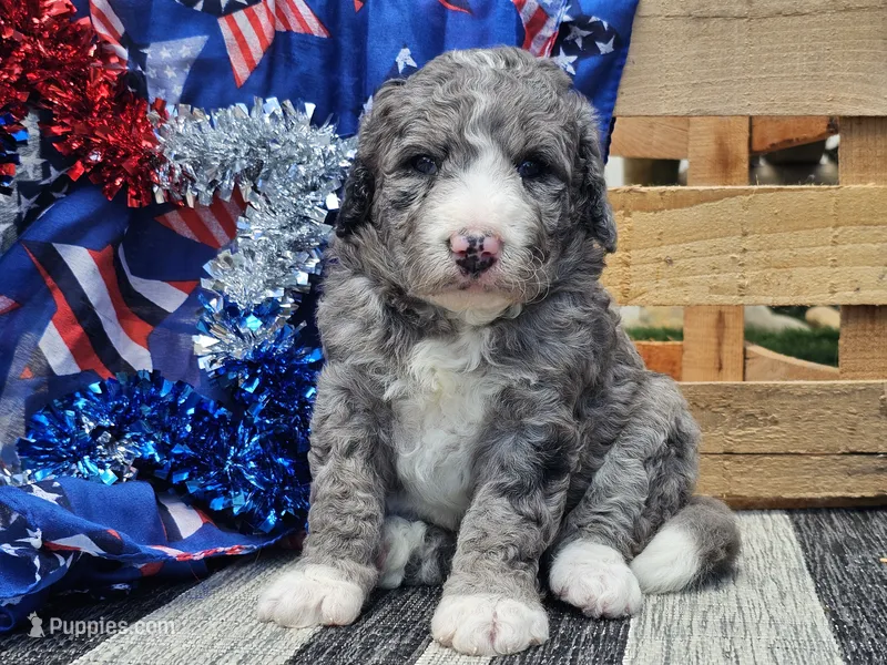 Katina – Bernedoodle puppy for sale in Boyden, IA