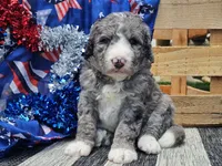 Katina, a male Bernedoodle for sale in Boyden, IA – 1 of 9