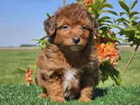 Jimmy, a male Miniature Aussiedoodle for sale in Boyden, IA – 7 of 10