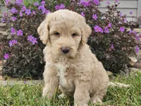 Maui, a female Goldendoodle for sale in Boyden, IA – 10 of 10