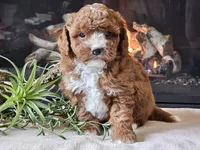 Kiwi, a male Cavapoo for sale in Boyden, IA – 6 of 10