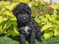 Pixie, a female Poodle - Miniature  for sale in Boyden, IA – 8 of 9