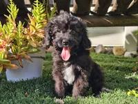 Grady, a male Cavapoo for sale in Boyden, IA – 2 of 10