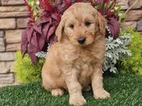 Wilson, a male Goldendoodle for sale in Boyden, IA – 9 of 10