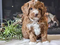 Kit, a male Cavapoo for sale in Boyden, IA – 6 of 10
