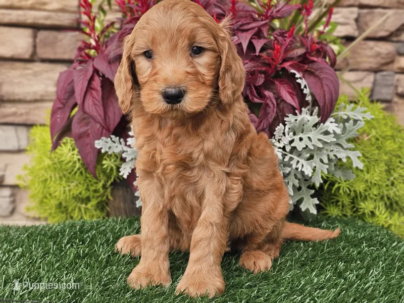 Wally, a male Goldendoodle for sale in Boyden, IA – 1 of 10