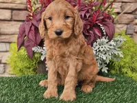 Wally, a male Goldendoodle for sale in Boyden, IA – 1 of 10